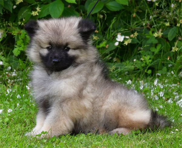 de dame nature - Chiots disponibles - Spitz allemand