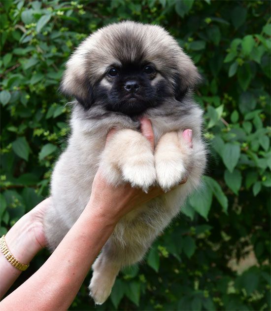 de dame nature - Chiots disponibles - Epagneul tibetain