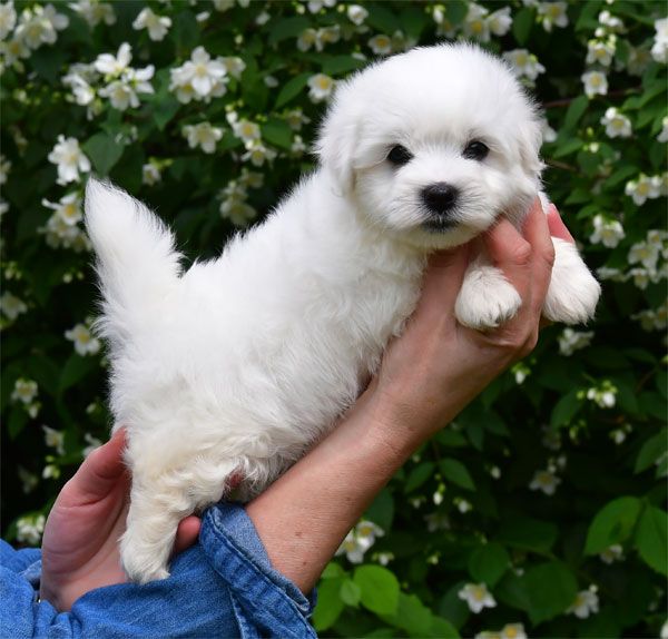 de dame nature - Coton de Tulear - Portée née le 28/03/2025