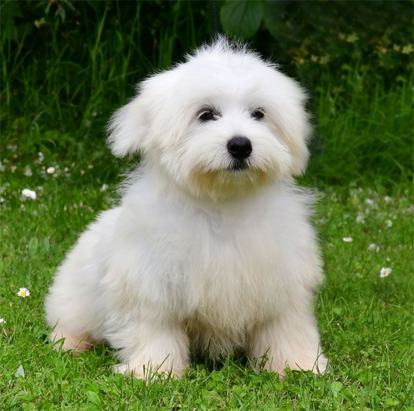 de dame nature - Chiots disponibles - Coton de Tulear