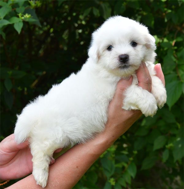 de dame nature - Coton de Tulear - Portée née le 19/05/2025