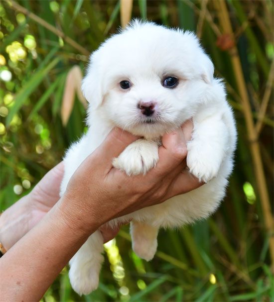 de dame nature - Chiots disponibles - Coton de Tulear