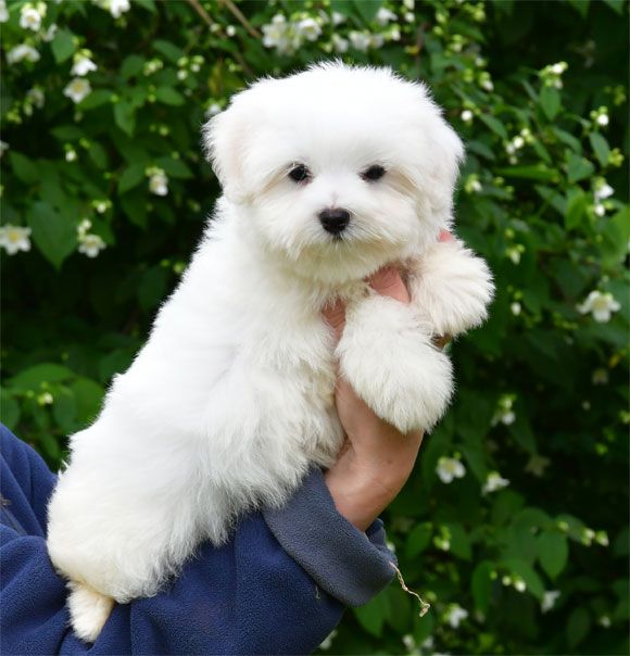 de dame nature - Coton de Tulear - Portée née le 24/02/2025