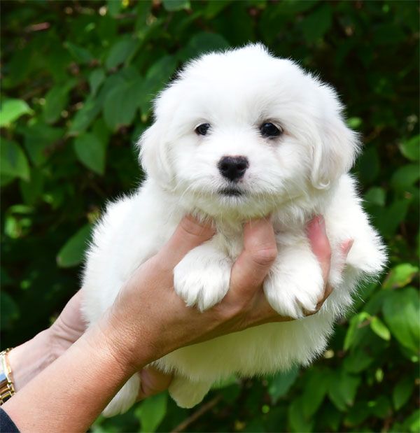 de dame nature - Chiots disponibles - Coton de Tulear