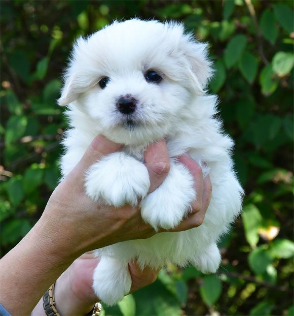 de dame nature - Chiots disponibles - Coton de Tulear