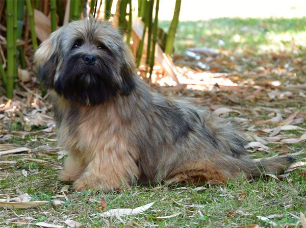 de dame nature - Chiots disponibles - Lhassa Apso