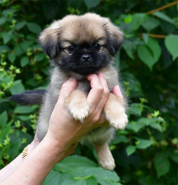 de dame nature - Chiots disponibles - Epagneul tibetain
