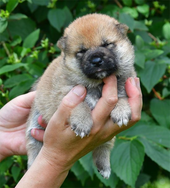 de dame nature - Chiots disponibles - Shiba