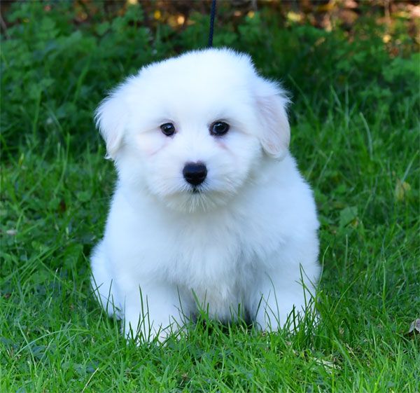 de dame nature - Chiots disponibles - Coton de Tulear