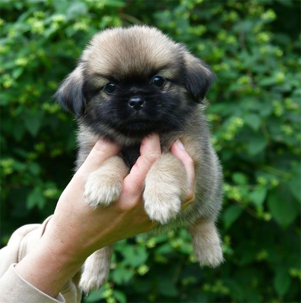 de dame nature - Chiots disponibles - Epagneul tibetain