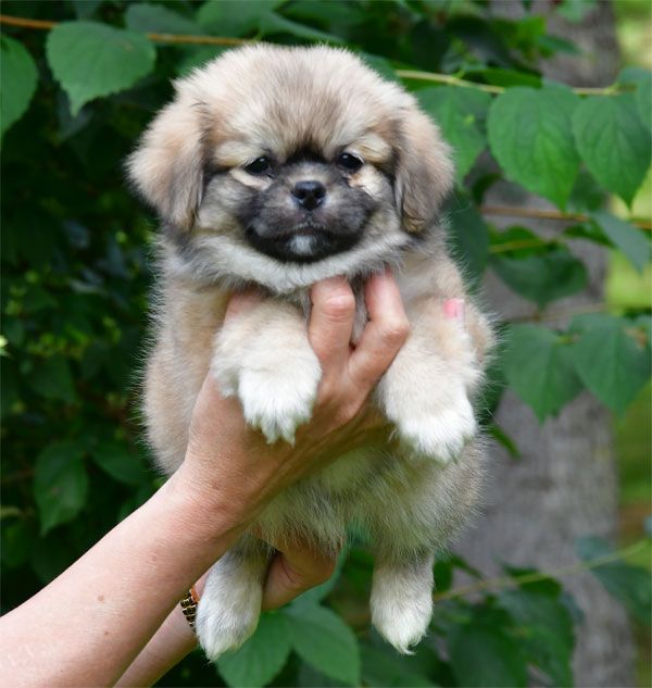 de dame nature - Chiots disponibles - Epagneul tibetain