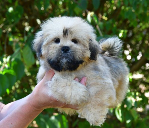 de dame nature - Chiots disponibles - Lhassa Apso