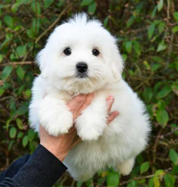 de dame nature - Chiots disponibles - Coton de Tulear