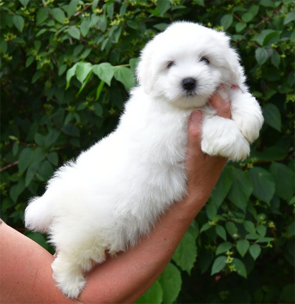 de dame nature - Coton de Tulear - Portée née le 22/05/2025