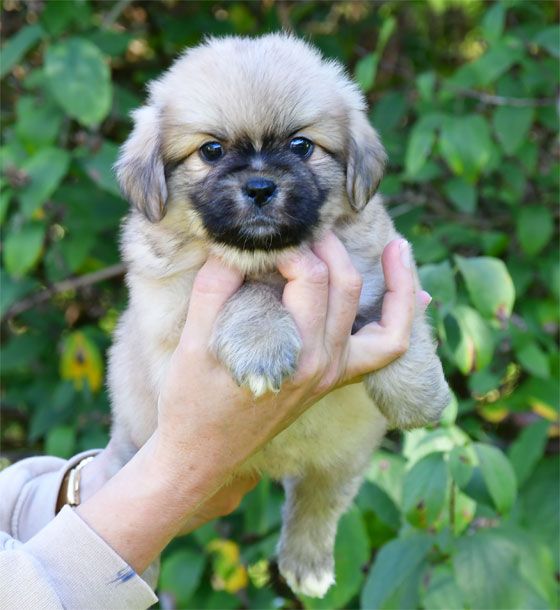 de dame nature - Chiots disponibles - Epagneul tibetain