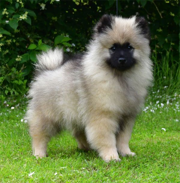 de dame nature - Chiots disponibles - Spitz allemand