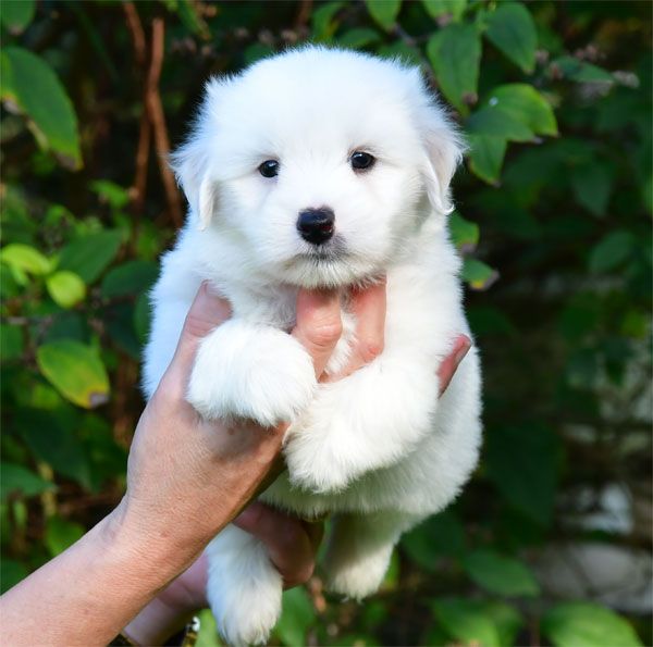 de dame nature - Chiots disponibles - Coton de Tulear