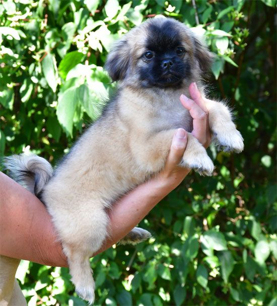 de dame nature - Chiots disponibles - Epagneul tibetain