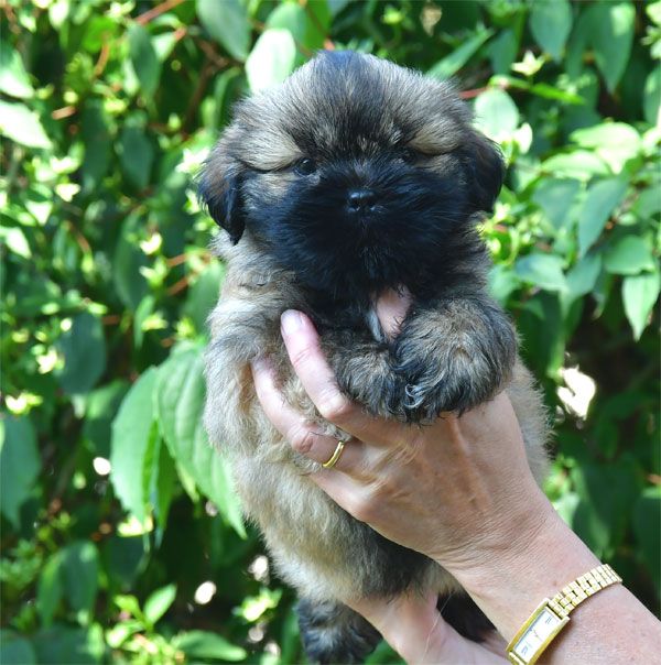 de dame nature - Chiots disponibles - Lhassa Apso