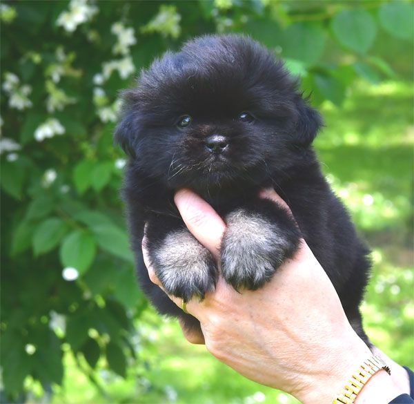 de dame nature - Chiots disponibles - Epagneul tibetain