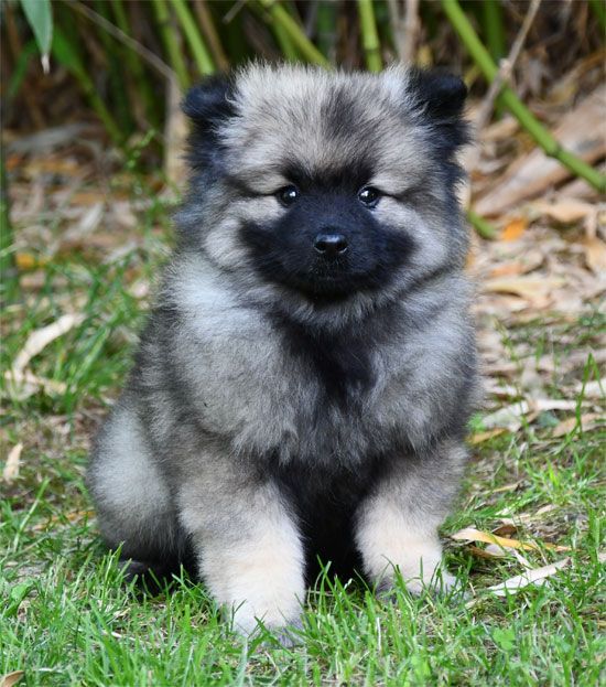 de dame nature - Chiots disponibles - Spitz allemand