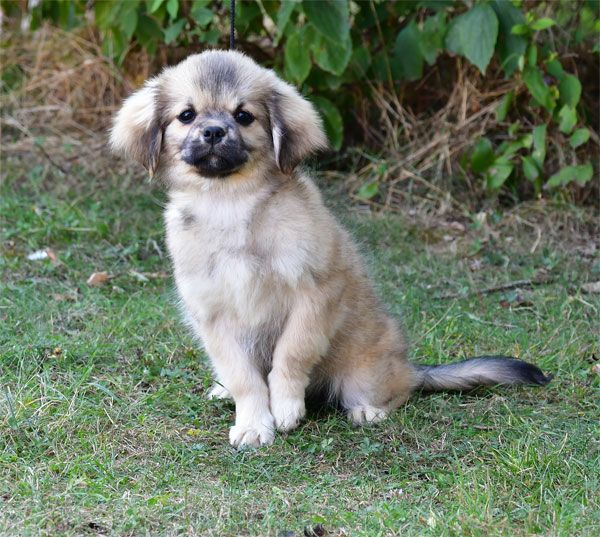 de dame nature - Chiots disponibles - Epagneul tibetain