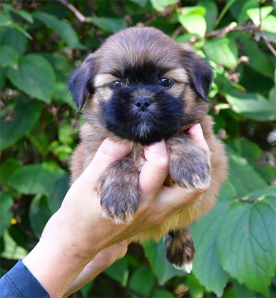 de dame nature - Chiots disponibles - Lhassa Apso