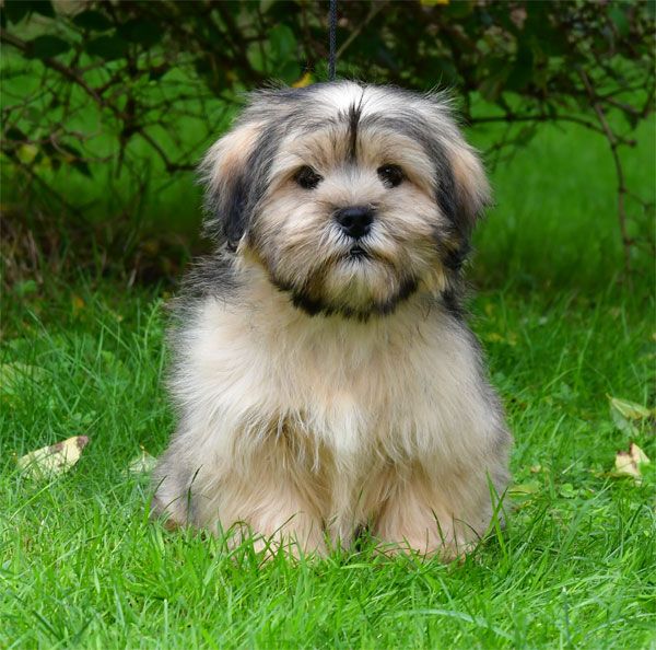 de dame nature - Chiots disponibles - Lhassa Apso