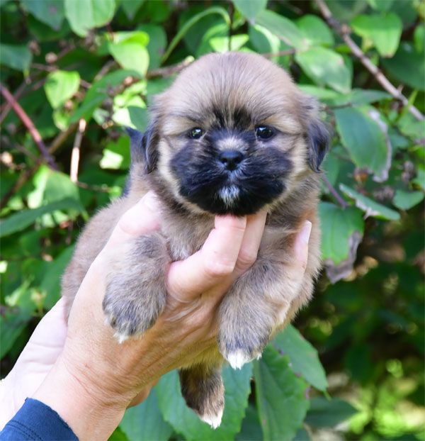 de dame nature - Chiots disponibles - Lhassa Apso