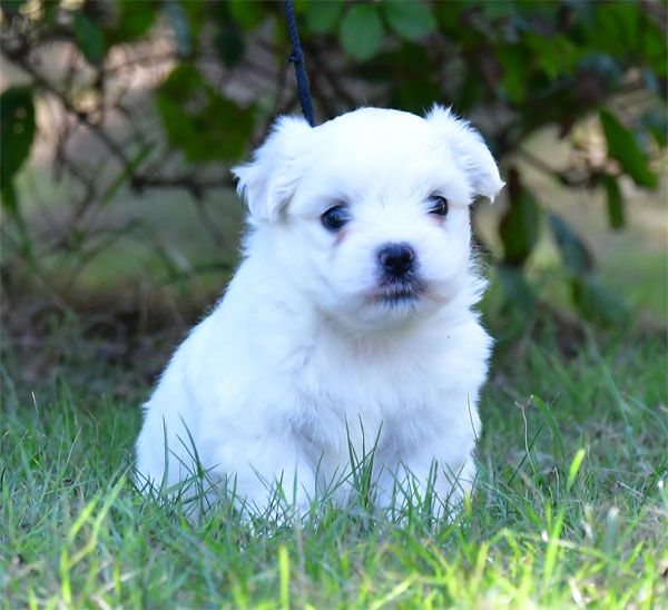 Chiot Coton de Tulear de dame nature
