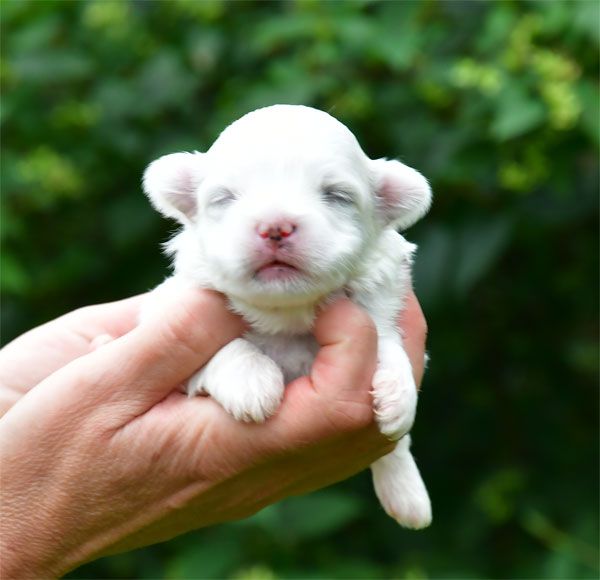 de dame nature - Chiots disponibles - Coton de Tulear