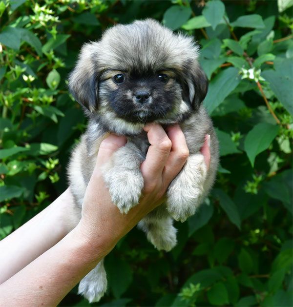 de dame nature - Chiots disponibles - Epagneul tibetain