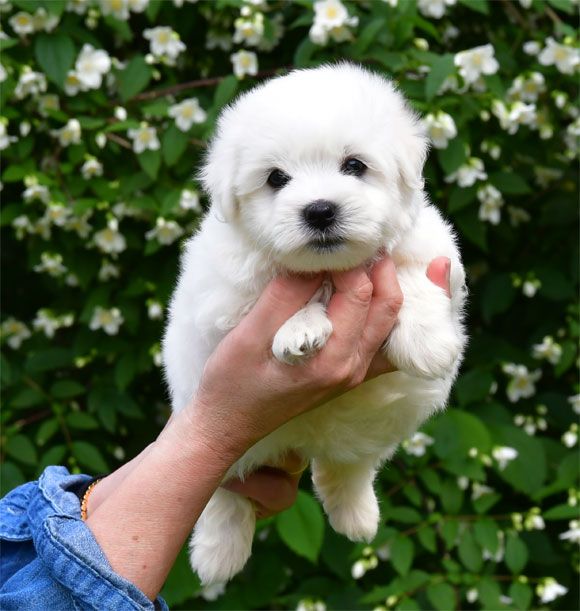 de dame nature - Chiots disponibles - Coton de Tulear