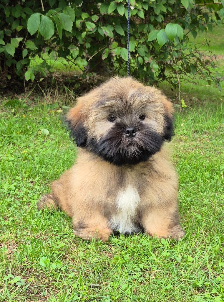 de dame nature - Chiots disponibles - Lhassa Apso