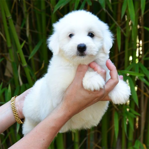 de dame nature - Chiots disponibles - Coton de Tulear