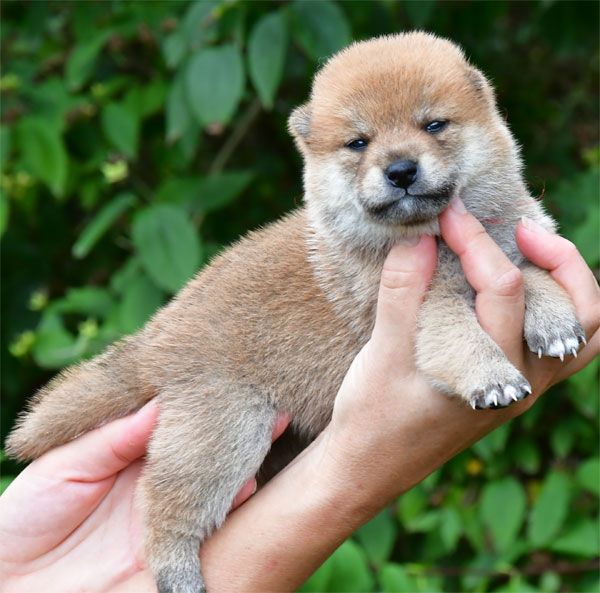 Chiot Shiba de dame nature