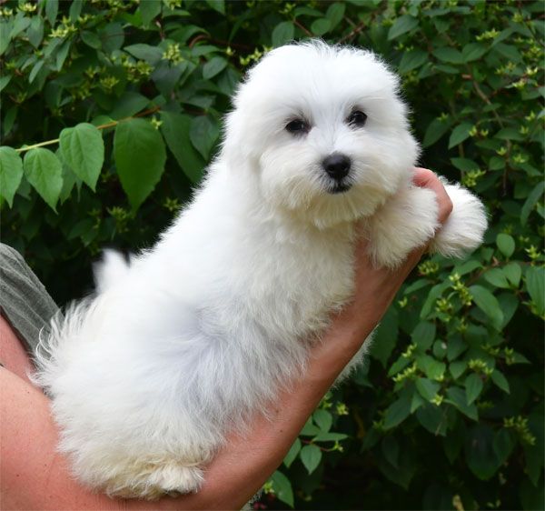 de dame nature - Coton de Tulear - Portée née le 28/03/2025