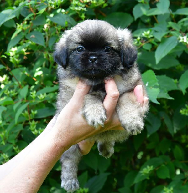 de dame nature - Chiots disponibles - Epagneul tibetain