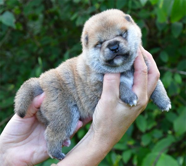 Chiot Shiba de dame nature