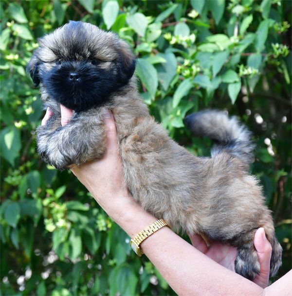 de dame nature - Lhassa Apso - Portée née le 28/05/2025