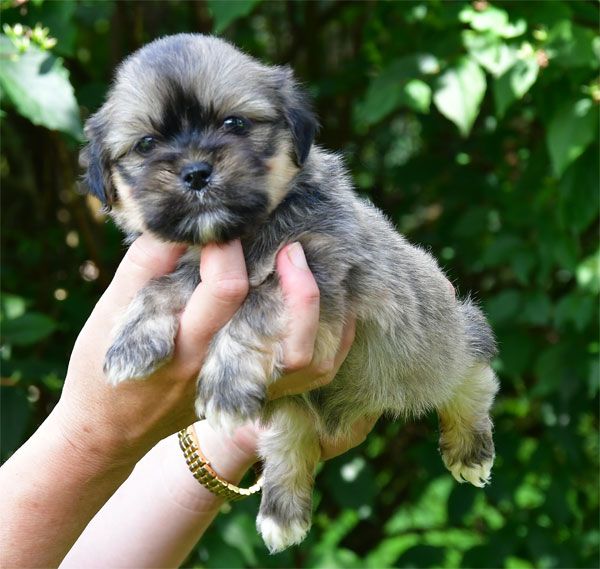 de dame nature - Chiots disponibles - Lhassa Apso