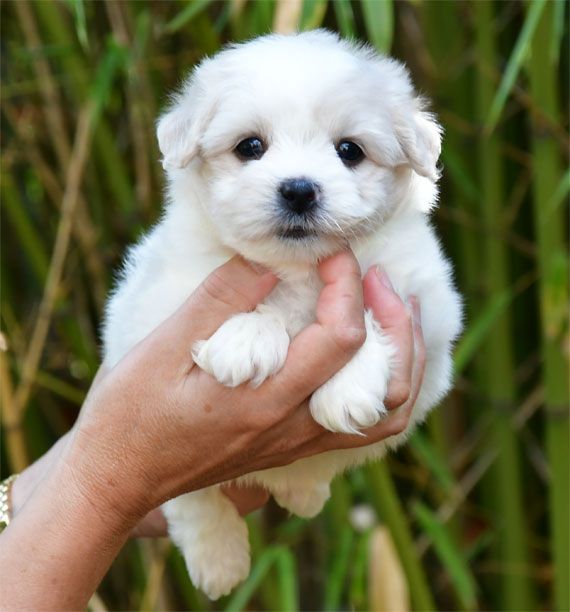 de dame nature - Chiots disponibles - Coton de Tulear