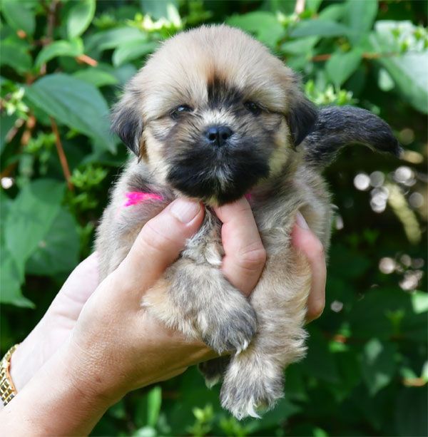 de dame nature - Chiots disponibles - Lhassa Apso