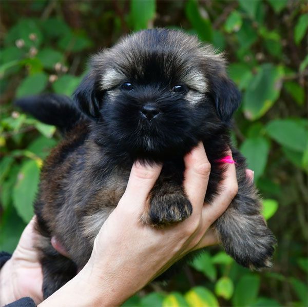 de dame nature - Chiots disponibles - Lhassa Apso