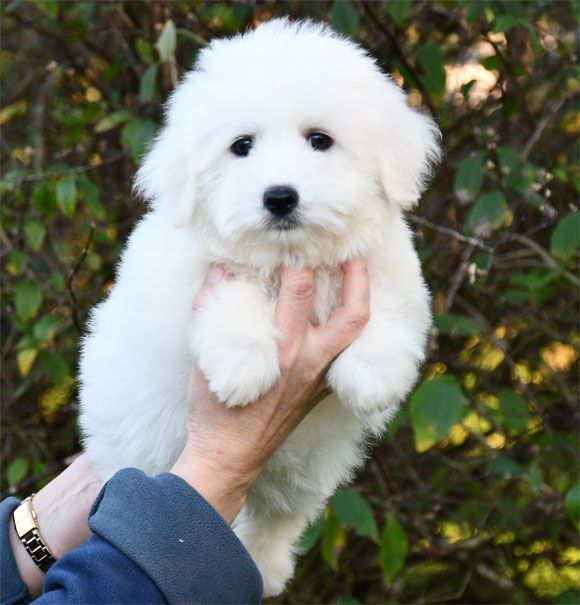 de dame nature - Chiots disponibles - Coton de Tulear