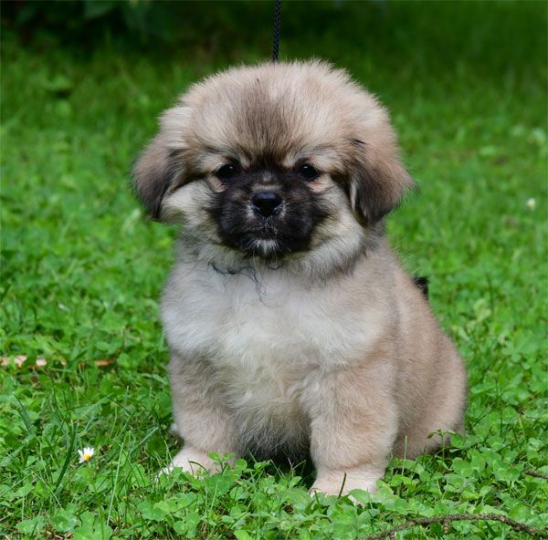 de dame nature - Chiots disponibles - Epagneul tibetain