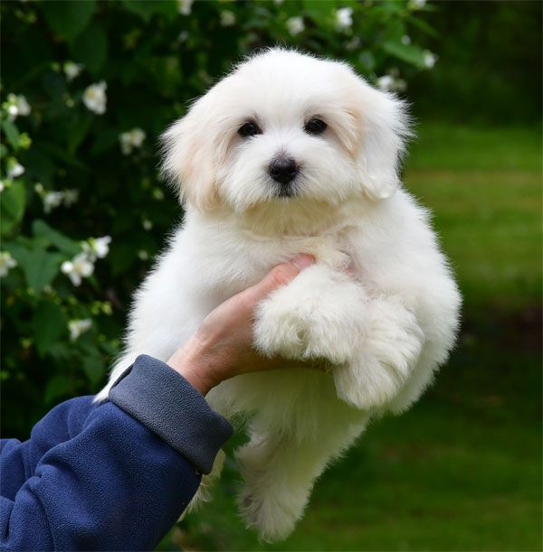 de dame nature - Chiots disponibles - Coton de Tulear