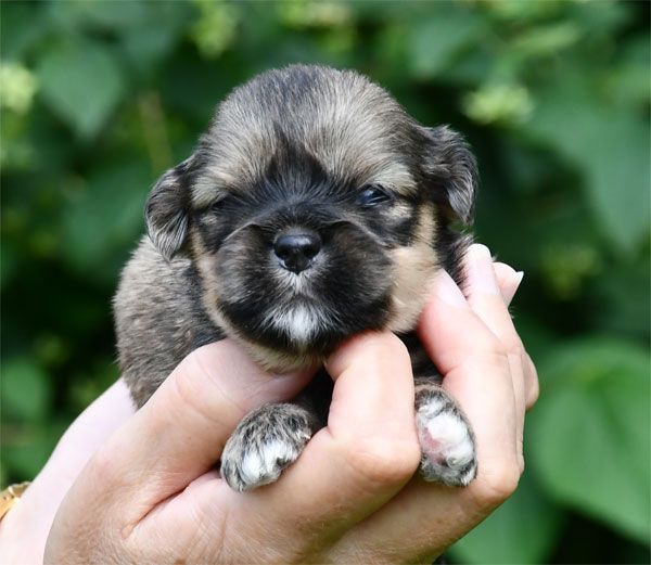 de dame nature - Chiots disponibles - Lhassa Apso