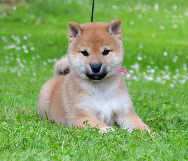 de dame nature - Chiots disponibles - Shiba