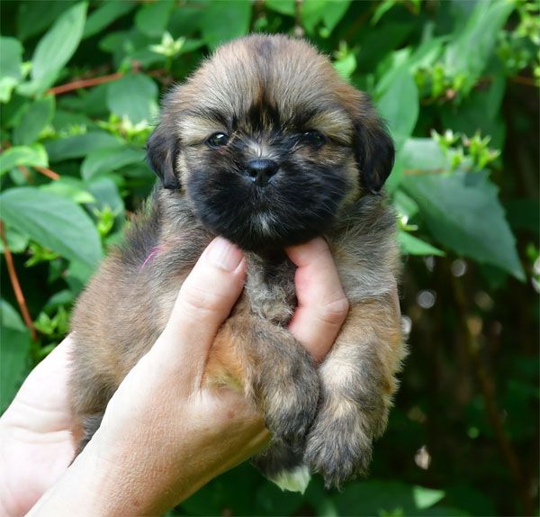 de dame nature - Chiots disponibles - Lhassa Apso